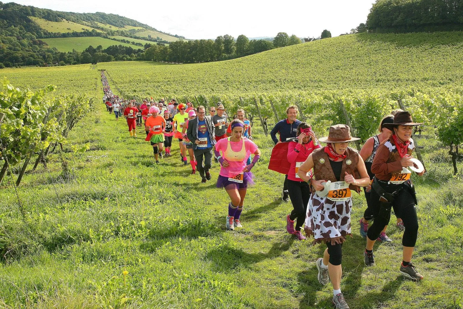 Runners in fancy dress climbing a grassy path between the vines at Denbies Wine Estate, with the Surrey Hills behind